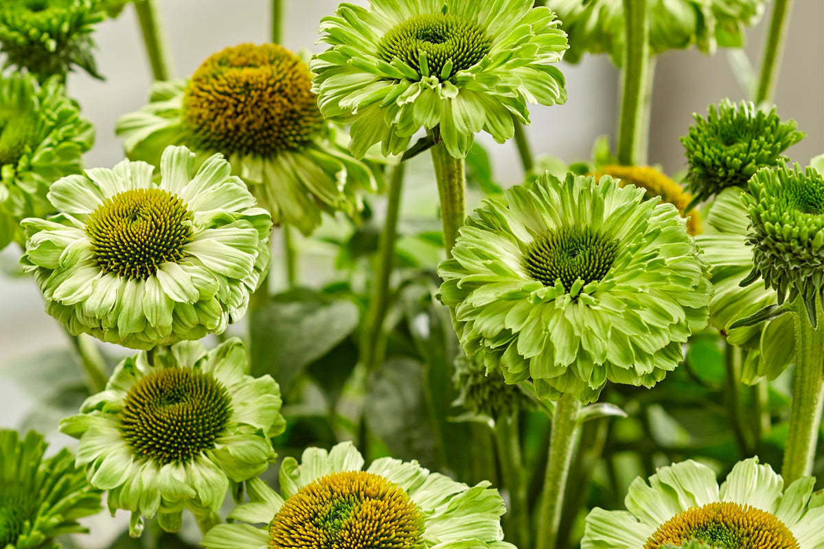 Creek Hill Nursery / Echinacea Sunseekers 'Green Apple'