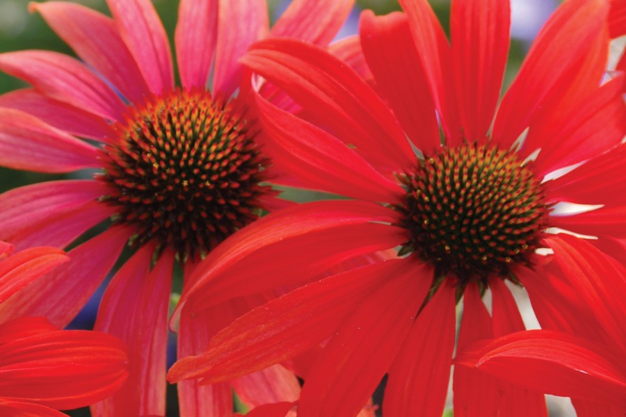 Creek Hill Nursery / Echinacea 'Tomato Soup'