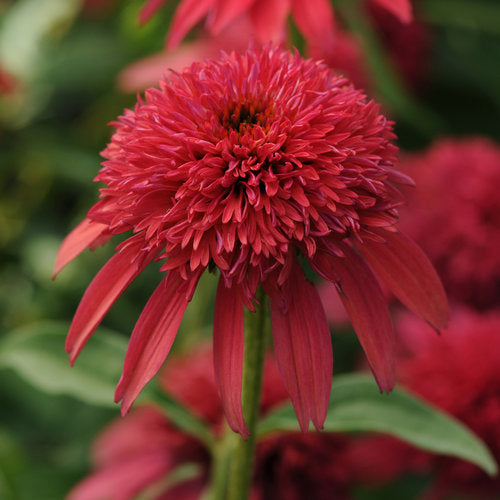 3 Echinacea 'Double Scoop™ Cranberry' Starter Coneflower Perennials. Love Sun. Attracts Hummingbirds Butterflies.