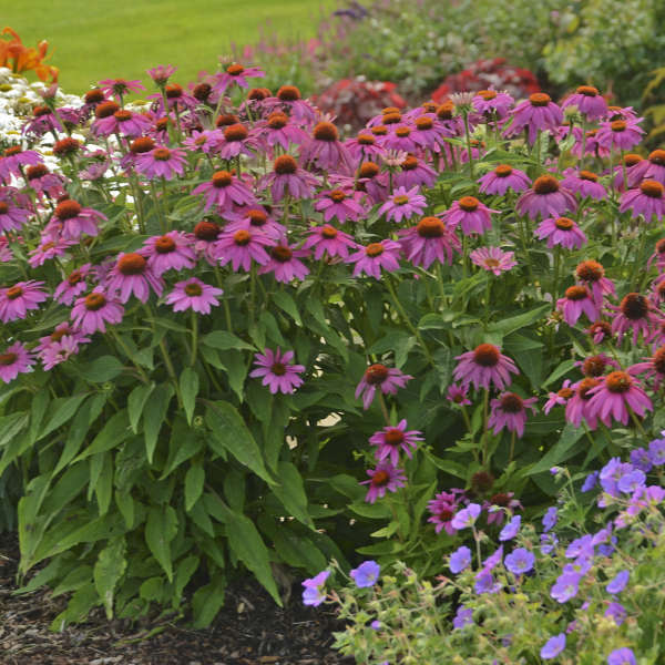 3 Echinacea purpurea 'Wild Berry' Starter Perennial Coneflowers. Prolifically Sturdy Variety. Love Sun. Easy to Grow.