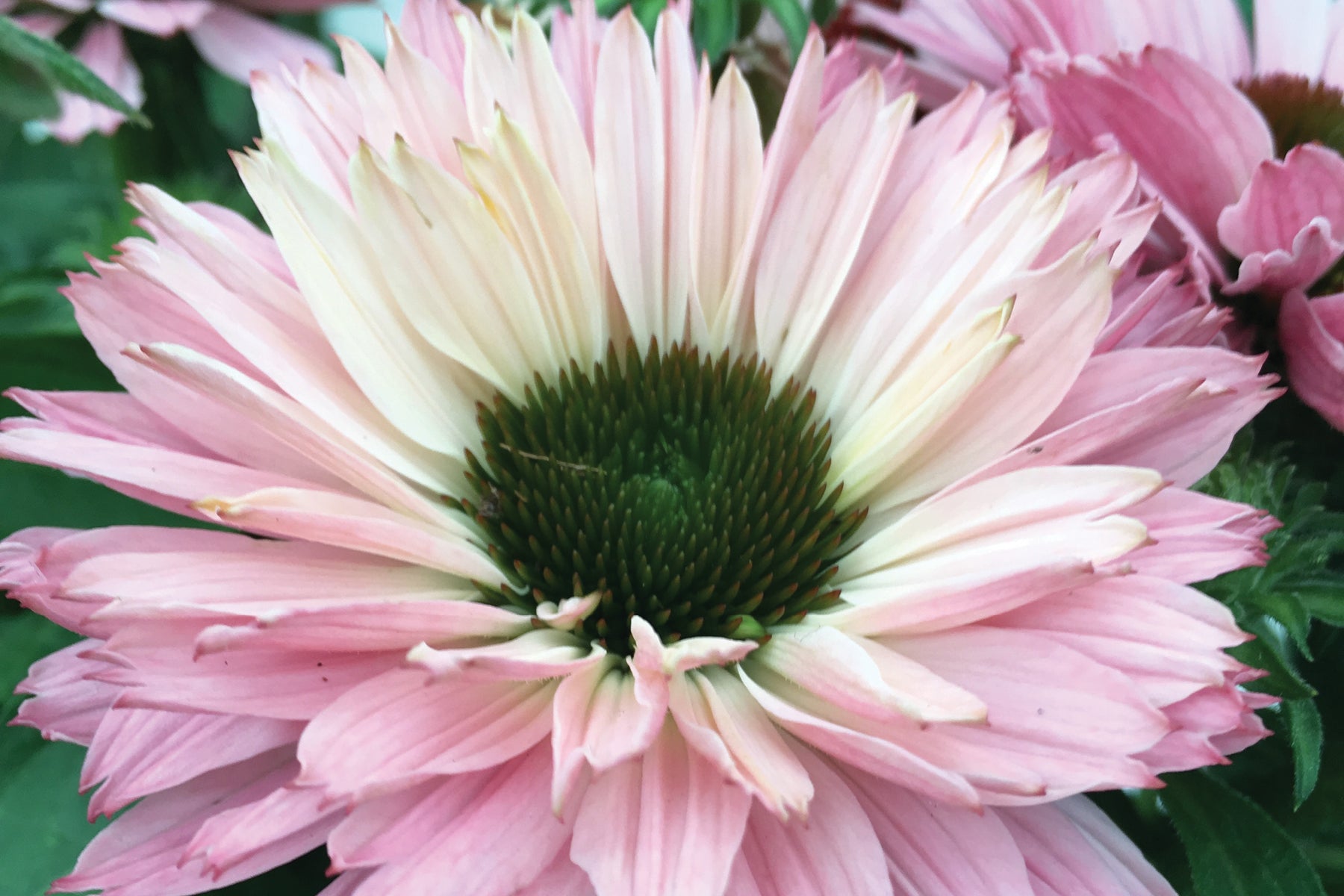 Creek Hill Nursery / Echinacea Sunseekers Salmon
