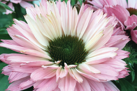 Creek Hill Nursery / Echinacea Sunseekers Salmon
