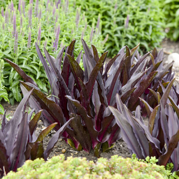 Walters Gardens / Eucomis 'Purple Reign'