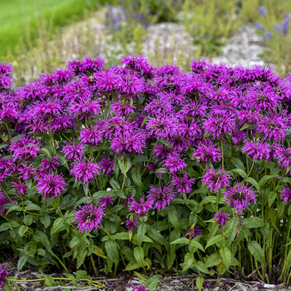 3 Monarda 'Electric Neon Purple' Bee Balm. Attracts Butterflies and Hummingbirds.