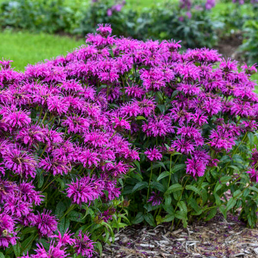 3 Monarda 'Electric Neon Purple' Bee Balm. Attracts Butterflies and Hummingbirds.