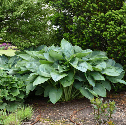 Empress Wu Starter Perennial Hosta. Super Healthy. Loves Shade. Premium Shadowland® Collection.