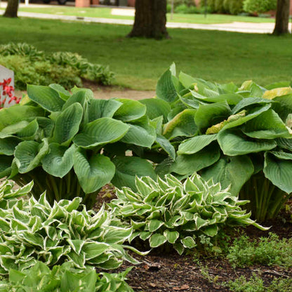 Empress Wu Starter Perennial Hosta. Super Healthy. Loves Shade. Premium Shadowland® Collection.
