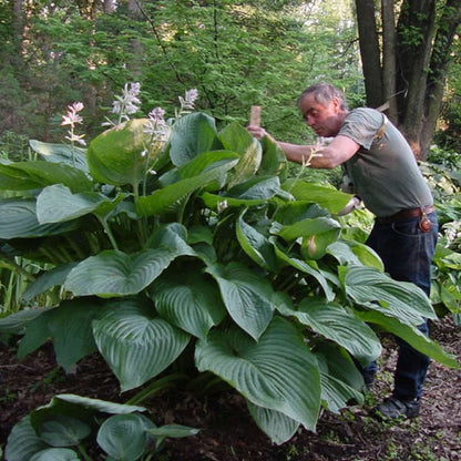 Empress Wu Starter Perennial Hosta. Super Healthy. Loves Shade. Premium Shadowland® Collection.
