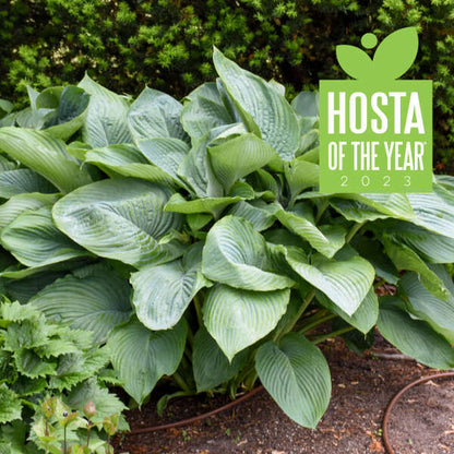 Empress Wu Starter Perennial Hosta. Super Healthy. Loves Shade. Premium Shadowland® Collection.