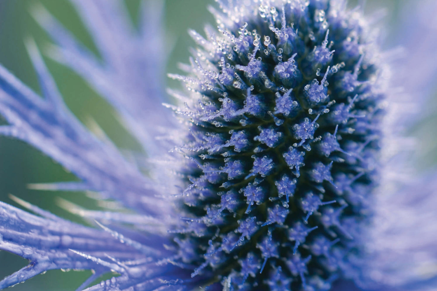 3 Live Eryngium planum 'Big Blue' Dwarf Sea Holly Starter Perennials. Iridescent Blue Flowers. Buy 2 (6 total), Save 15%.