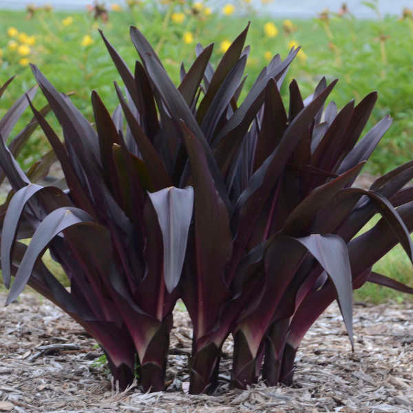Walters Gardens / Eucomis 'African Night'