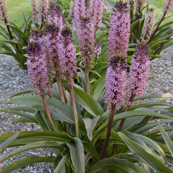 Walters Gardens / Eucomis 'African Night'