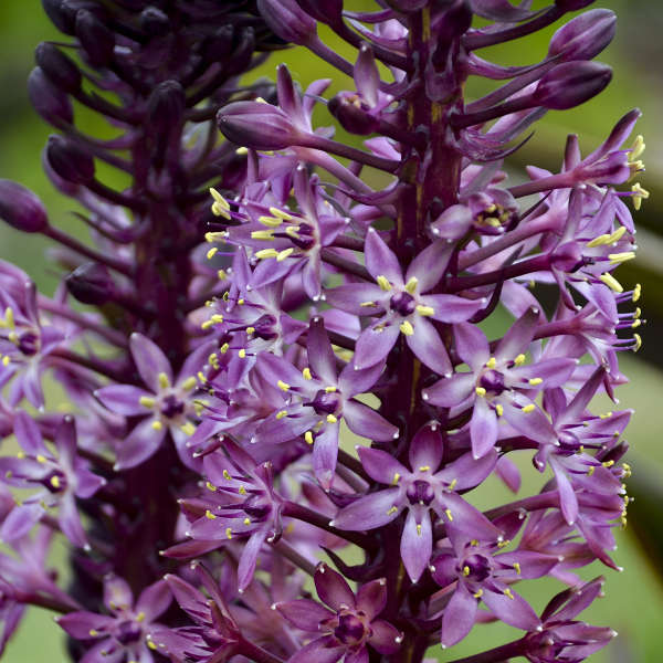 Walters Gardens / Eucomis 'African Night'
