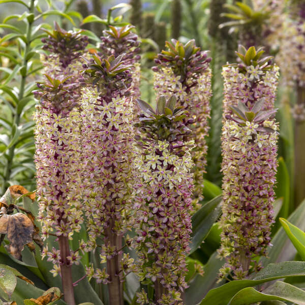 Walters Gardens / Eucomis 'Princess Bride'