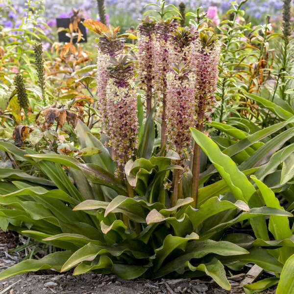 Walters Gardens / Eucomis 'Princess Bride'