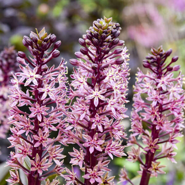 Walters Gardens / Eucomis 'Purple Reign'