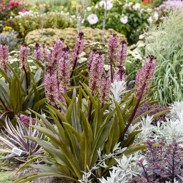Walters Gardens / Eucomis 'Purple Reign'