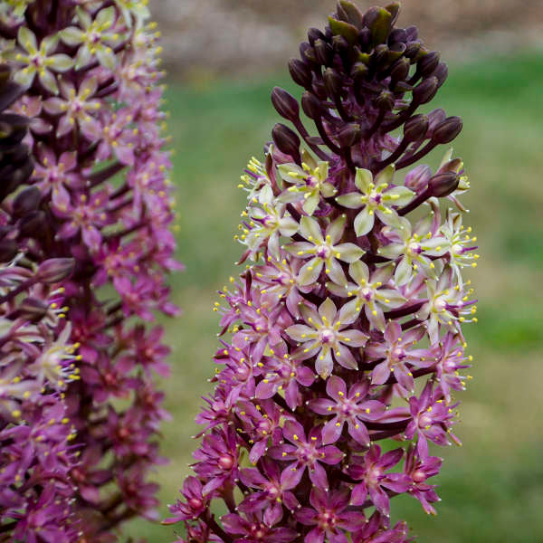 Walters Gardens / Eucomis 'Safari Adventure'