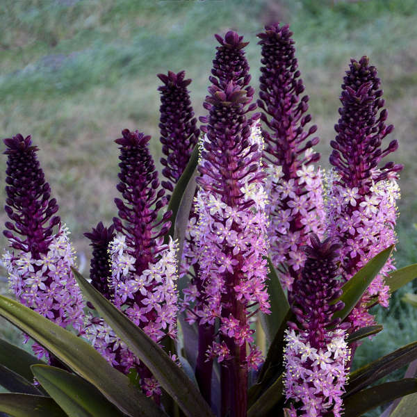 Eucomis 'Safari Adventure' Pineapple Lily Bare Root Perennial