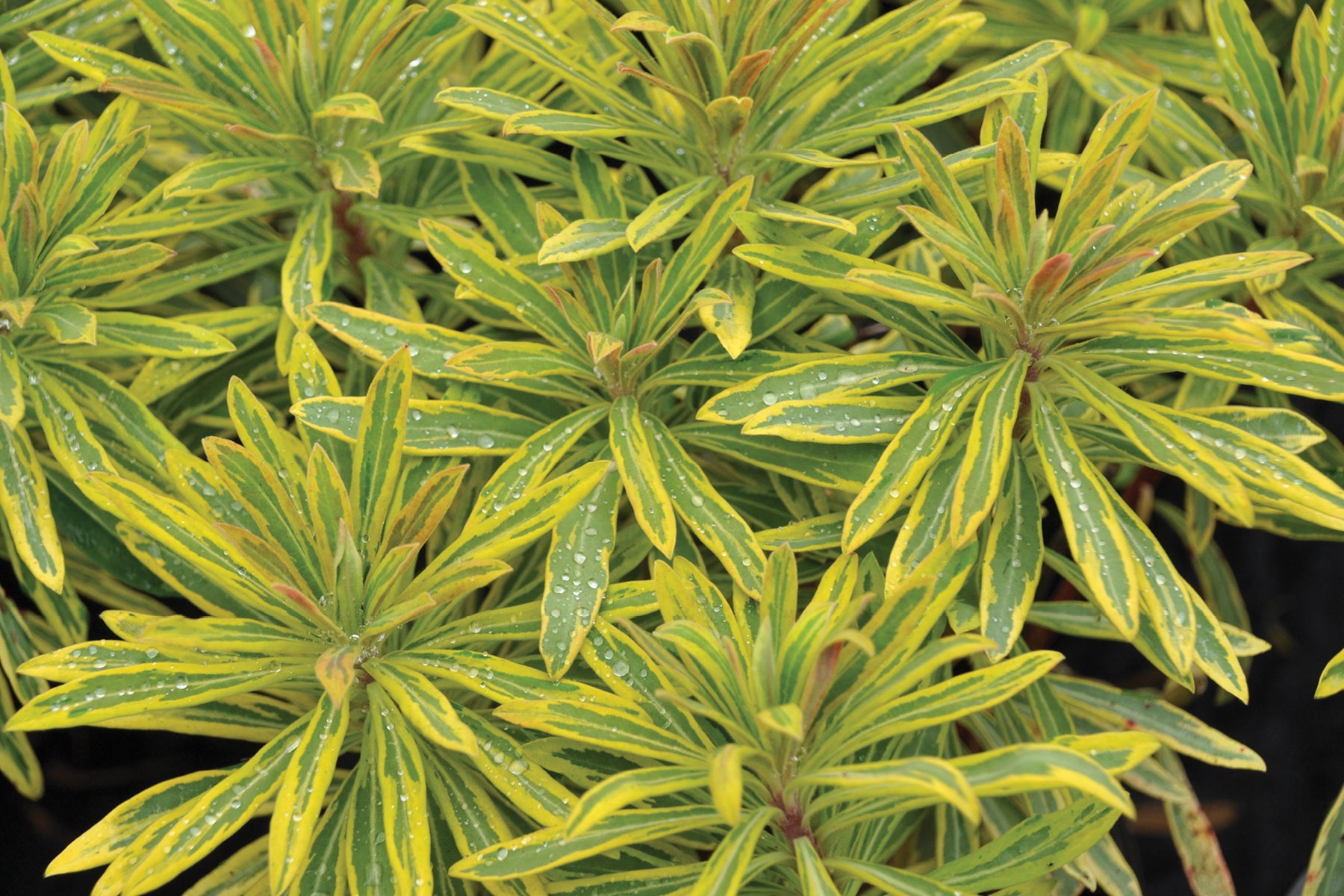 Creek Hill Nursery / Euphorbia 'Ascot Rainbow'