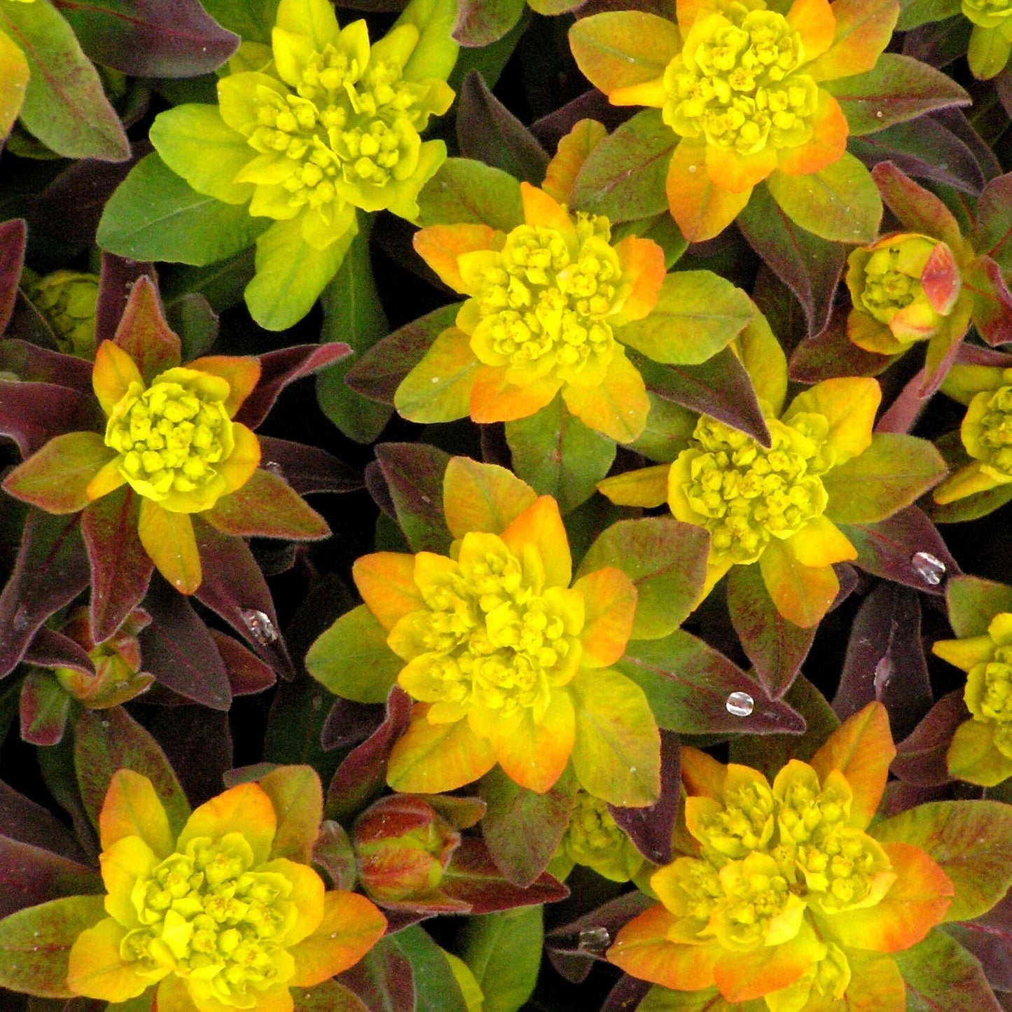 2 Euphorbia polychroma Bonfire Cushion Spurge Starter Perennials. Fanstastic Colors All Season.