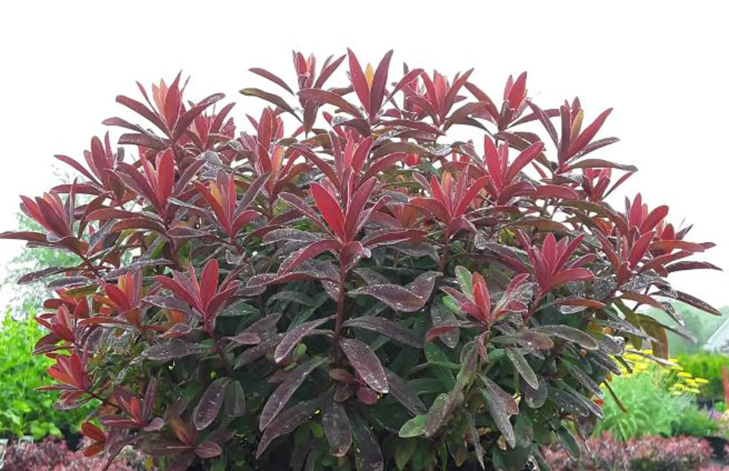 2 Euphorbia polychroma Bonfire Cushion Spurge Starter Perennials. Fanstastic Colors All Season.