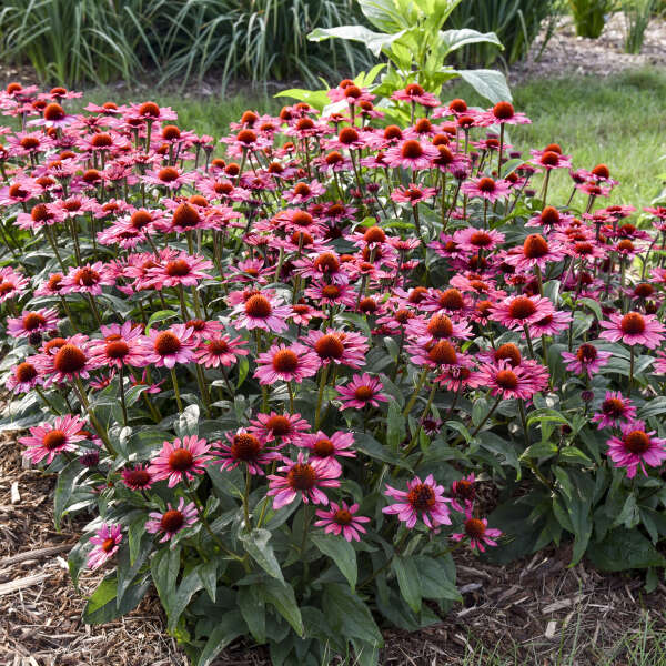 Walters Gardens / Echinacea 'Coral Craze'