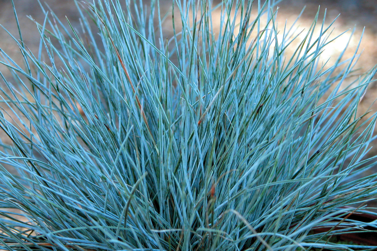 3 Festuca 'Elijah Blue' Starter Perennials. Radiant, Compact, Super Versatile. Mixes Well.