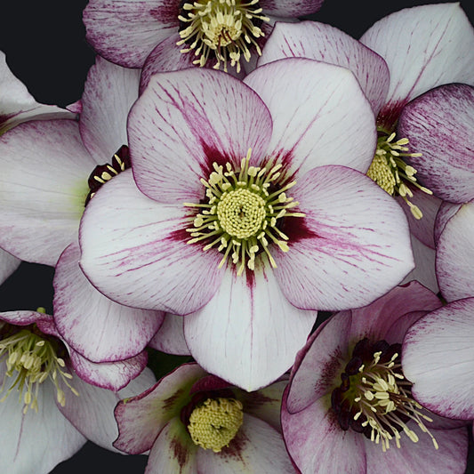 French Kiss Lenten Rose Perennial. Delightful Large Blossoms.