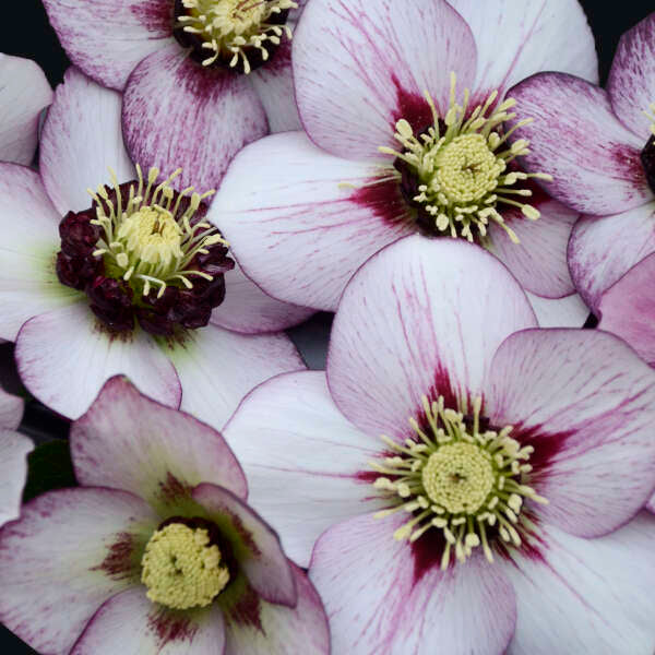 French Kiss Lenten Rose Perennial. Delightful Large Blossoms.