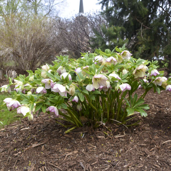 French Kiss Lenten Rose Perennial. Delightful Large Blossoms.