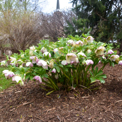 French Kiss Lenten Rose Perennial. Delightful Large Blossoms.