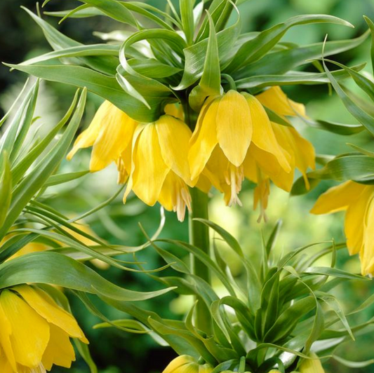 Rare Fritillaria Imperialis 'Lutea' Fritillaria Large Perennial Bulb. Stunning Yellow Imperial Crown, Loves Sun.