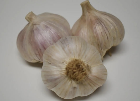 5 Blue Penasco Garlic Heads. Ready to Plant for Harvest Next Season.