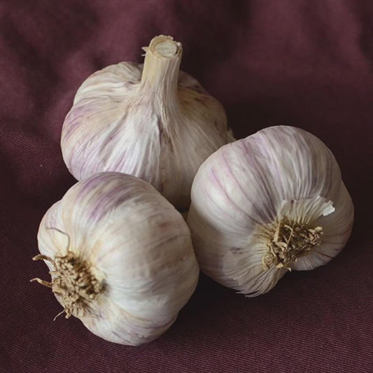 5 German Bogatyr Hardneck Garlic Heads. Plant in Fall for Harvest Next Summer. Easy to Grow.