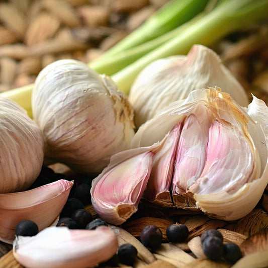 3 Hardneck 'Mennonite' Garlic Heads. Hot & Sharp Raw. Nutty, Full-Bodied Cooked.
