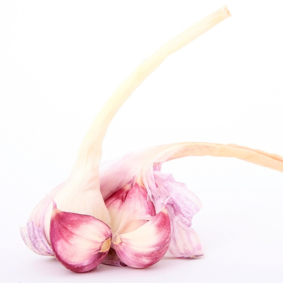 3 Hardneck 'Purple Glazer' Garlic Heads. Rich and Buttery. Long Shelf LIfe.