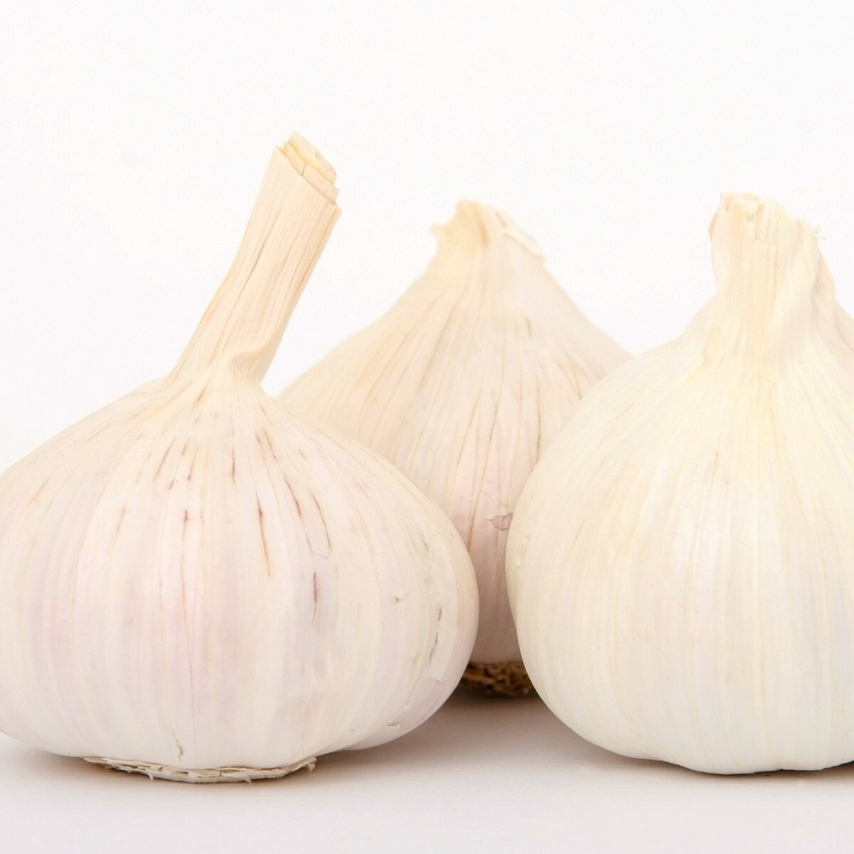 3 Softneck 'Transylvanian' Garlic Heads. Mild-Mannered, Reliable, Huge Clove Count.