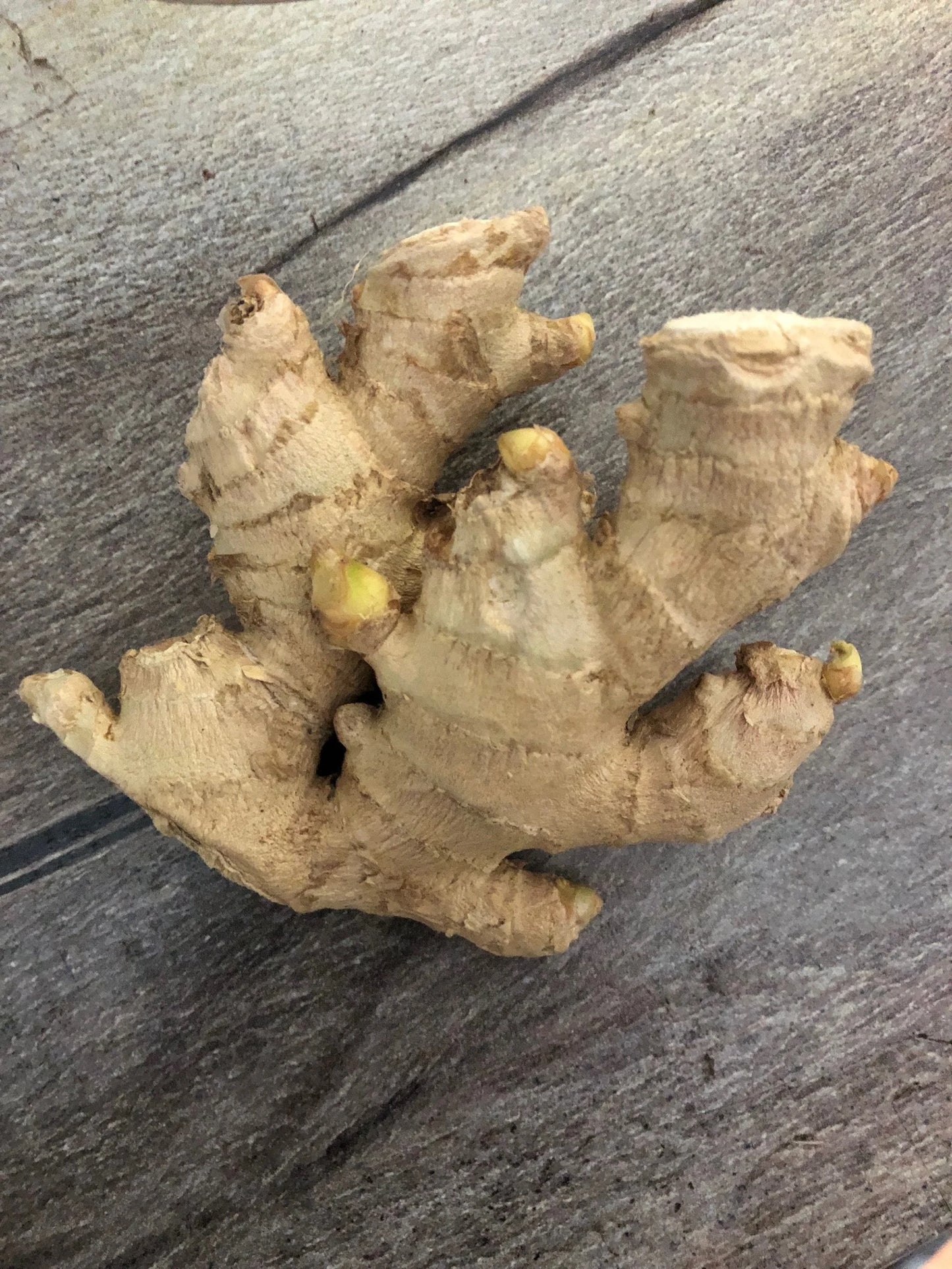3 Ginger Bulbs As Shown. Ready to Plant or Use. Loves Sun. Easy to Grow. Ships Today.