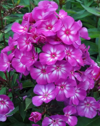 3-Pack Candy Store Grape Lollipop Phlox. Stunning Perennial.