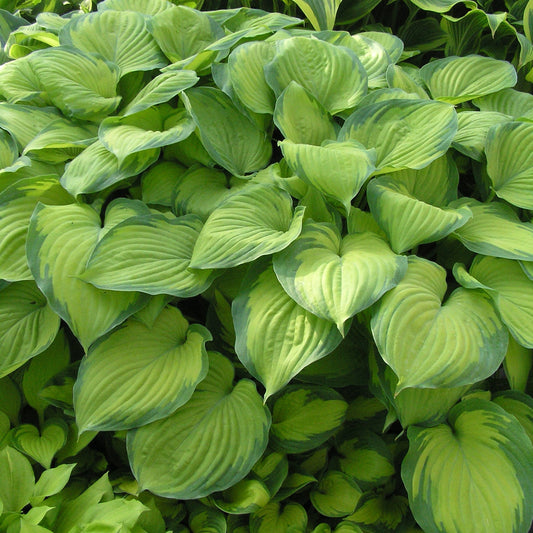 2-Pack Sun-Loving 'Guacamole' & 'Patriot' Hostas. Heat Tolerant, Love Full Sun.