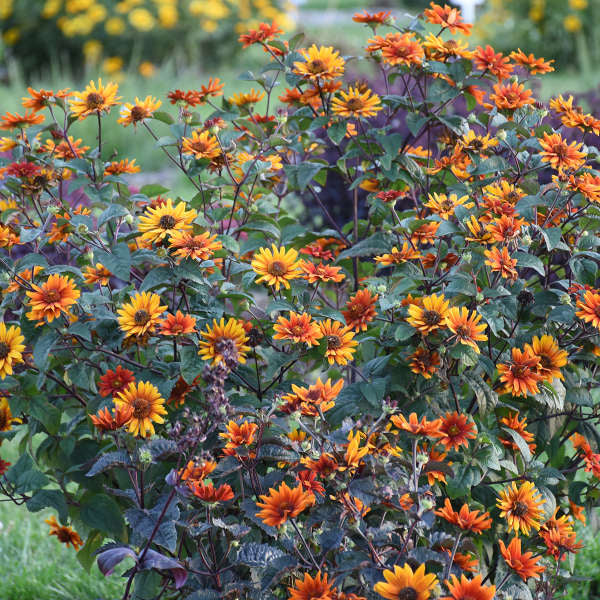 Walters Gardens / Heliopsis 'Bleeding Hearts'