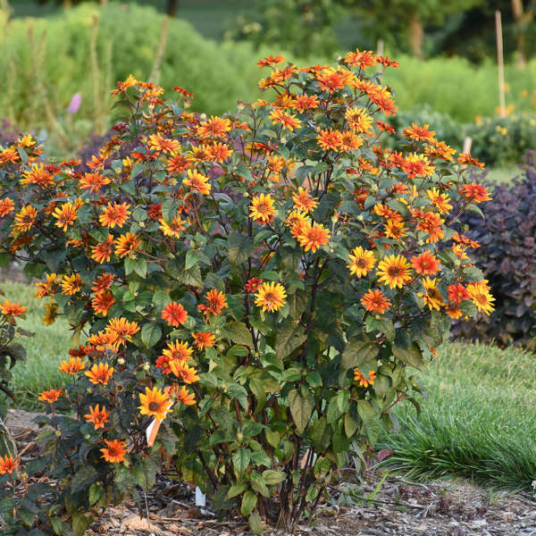 Walters Gardens / Heliopsis 'Bleeding Hearts'