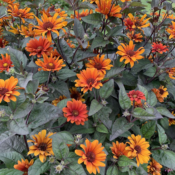 Walters Gardens / Heliopsis 'Bleeding Hearts'