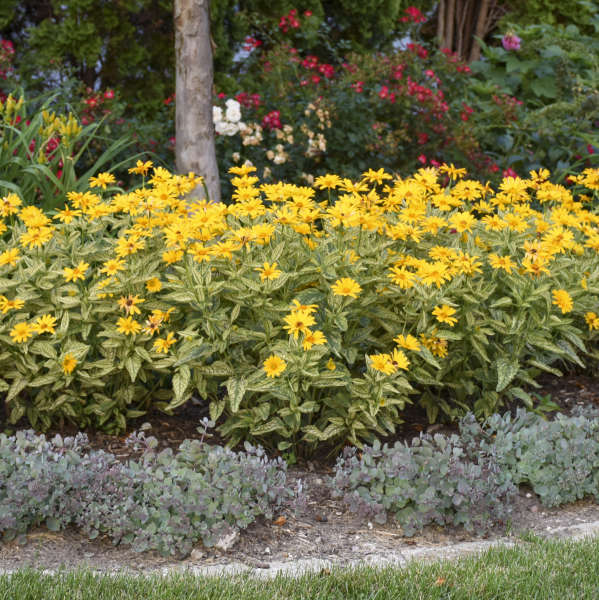 Walters Gardens / Heliopsis 'Sunstruck'