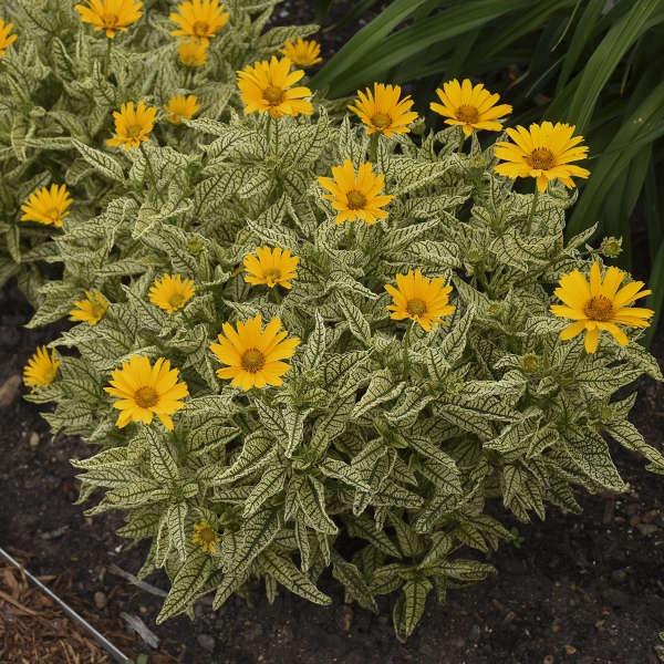 Walters Gardens / Heliopsis 'Sunstruck'