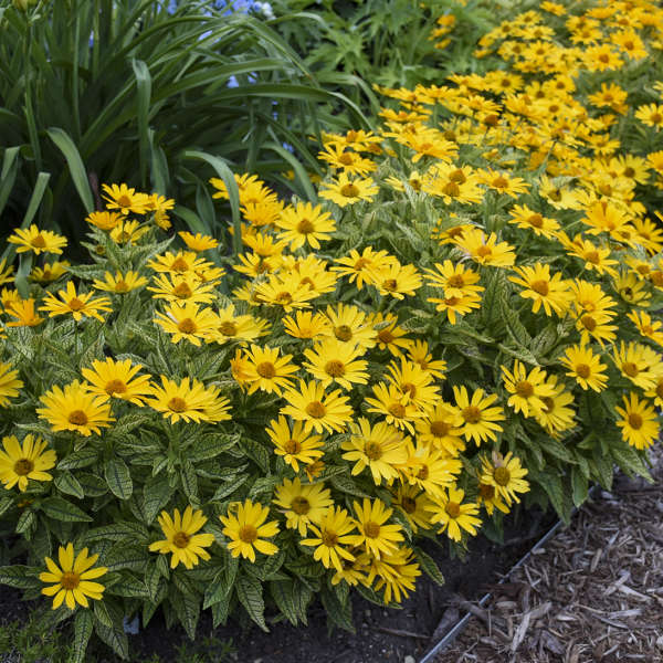 Walters Gardens / Heliopsis 'Sunstruck'