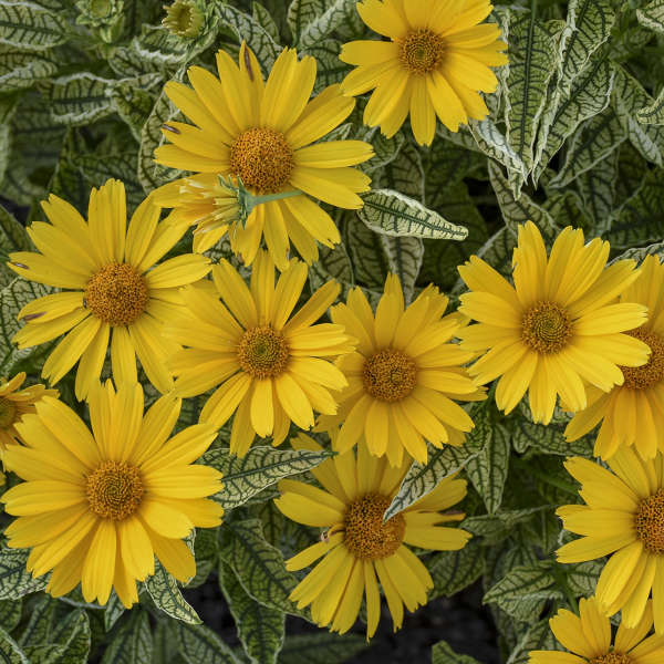 Walters Gardens / Heliopsis 'Sunstruck'