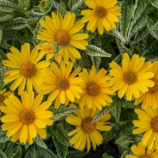 Walters Gardens / Heliopsis 'Sunstruck'
