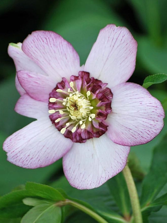 Helleborus Winter Jewels™ 'Cherry Blossom.' Elegant Pink Hue with Rosy Highlights.